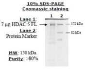 HDAC-5 full length human, recombinant, expressed in baculovirus infected insect cells, >=10% (SDS-PA