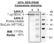 HDAC-6 human, recombinant, expressed in baculovirus infected insect cells, >=80% (SDS-PAGE)