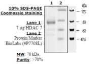 HDAC-7 human, recombinant, expressed in baculovirus infected insect cells, >=70% (SDS-PAGE)