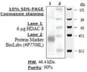 HDAC-8 human, recombinant, expressed in baculovirus infected insect cells, >=80% (SDS-PAGE)