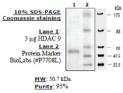 HDAC-9 human, recombinant, expressed in baculovirus infected insect cells, >=80% (SDS-PAGE)
