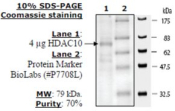 HDAC-10 human, recombinant, expressed in baculovirus infected insect cells, >=10% (SDS-PAGE)