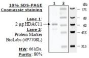 HDAC-11 human, recombinant, expressed in baculovirus infected insect cells, >=10% (SDS-PAGE)