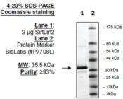 Sirtuin 2 human, recombinant, expressed in E. coli, >=80% (SDS-PAGE)
