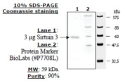 Sirtuin 3 human, recombinant, expressed in E. coli, >=70% (SDS-PAGE)
