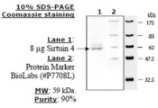 Sirtuin 4 human, recombinant, expressed in E. coli, >=70% (SDS-PAGE)
