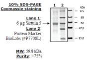 Sirtuin 5 human, recombinant, expressed in E. coli, >=50% (SDS-PAGE)