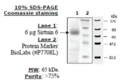 Sirtuin 6 human, recombinant, expressed in E. coli, >=70% (SDS-PAGE)