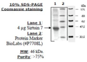 Sirtuin 7 human, recombinant, expressed in E. coli, >=70% (SDS-PAGE)