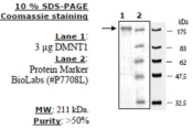 DNMT1 Active human, recombinant, expressed in baculovirus infected insect cells, >=50% (SDS-PAGE)