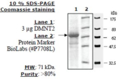 DNMT2 Active human, recombinant, expressed in baculovirus infected insect cells, >=80% (SDS-PAGE)