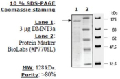 DNMT3a Active human, recombinant, expressed in baculovirus infected insect cells, >=35% (SDS-PAGE)