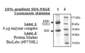EZH1/EED/SUZ12  human, recombinant, expressed in baculovirus infected insect cells