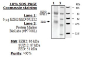 EZH2 / EED / SUZ12 human, recombinant, expressed in baculovirus infected insect cells, >=90% (SDS-PA