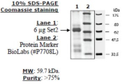 Set2 human, recombinant, expressed in E. coli, >=75% (SDS-PAGE)
