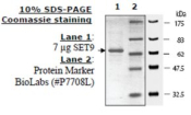Set7/Set9 human, recombinant, expressed in E. coli, >=70% (SDS-PAGE)
