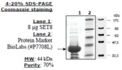 Set8 Active human, recombinant, expressed in E. coli, >=70% (SDS-PAGE)