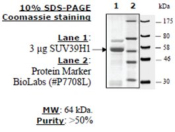 SUV39H1 human, recombinant, expressed in E. coli, >=50% (SDS-PAGE)