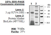 SUV4-20H1 human, recombinant, expressed in E. coli, >=20% (SDS-PAGE)