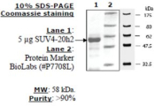SUV4-20h2 human, recombinant, expressed in E. coli, >=80% (SDS-PAGE)