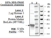 Histone H3 (2-58) human, recombinant, expressed in E. coli, >=70% (SDS-PAGE)