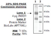 JMJD3/KDM6B Active human, recombinant, expressed in baculovirus infected insect cells, >=70% (SDS-PA