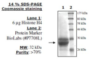 Histone H4 (2-58) human, recombinant, expressed in E. coli, >=70% (SDS-PAGE)