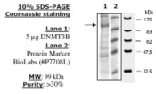 DNMT3B Active from mouse, recombinant, expressed in baculovirus infected insect cells, >=30% (SDS-PA