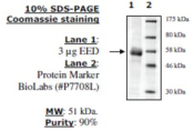EED human, recombinant, expressed in baculovirus infected insect cells, >=90% (SDS-PAGE)