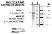 JMJD2B Active human, recombinant, expressed in baculovirus infected insect cells, >=40% (SDS-PAGE)