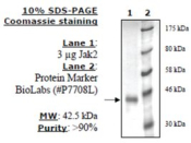 Jak2 Jh1 Active human, recombinant, expressed in baculovirus infected insect cells, >=80% (SDS-PAGE)