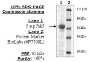 Jak3 Active human, recombinant, expressed in baculovirus infected insect cells, >=60% (SDS-PAGE)