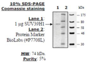 SUV39H1 full length Active human, recombinant, expressed in baculovirus infected insect cells
