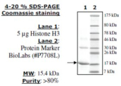 Histone H3 full length human, recombinant, expressed in E. coli, >=80% (SDS-PAGE)
