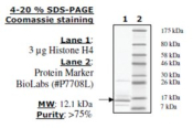 Histone H4 full length human, recombinant, expressed in E. coli, >=80% (SDS-PAGE)
