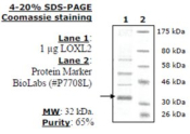 Lysyl Oxidase-like 2 (LOXL2) human, recombinant, expressed in baculovirus infected insect cells, >=6
