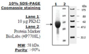 Pyruvate kinase M2 Active from mouse, recombinant, expressed in E. coli, >=90% (SDS-PAGE)