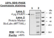 PARP1 Active human, recombinant, expressed in baculovirus infected insect cells, >=80% (SDS-PAGE)