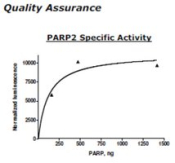 PARP2 Active human, recombinant, expressed in baculovirus infected insect cells, >=80% (SDS-PAGE)