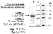 MEG-1 Active human, recombinant, expressed in E. coli, >=90% (SDS-PAGE)