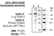 NEDD4 Active human, recombinant, expressed in baculovirus infected insect cells, >=60% (SDS-PAGE)