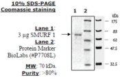 SMURF1 Active human, recombinant, expressed in baculovirus infected insect cells, >=80% (SDS-PAGE)