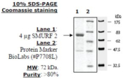 SMURF2 Active human, recombinant, expressed in baculovirus infected insect cells, >=80% (SDS-PAGE)