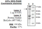 WWP1 Active human, recombinant, expressed in baculovirus infected insect cells, >=15% (SDS-PAGE)