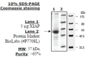 XIAP Active human, recombinant, expressed in baculovirus infected insect cells, >=65% (SDS-PAGE)