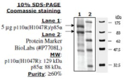 PI3 kinase [p110a(H1047R)/p85a] Active human, recombinant, expressed in baculovirus infected insect