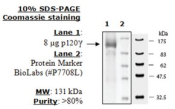 PI3 kinase (p120g) Active human, recombinant, expressed in baculovirus infected insect cells, >=90%