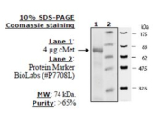 cMet Active human, recombinant, expressed in baculovirus infected insect cells, >=60% (SDS-PAGE)