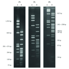 Lonza NuSieve Genetic Technology Grade (GTG) Agarose