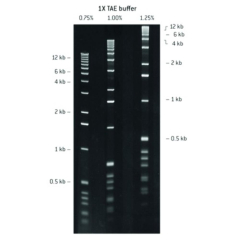 Lonza SeaPlaque Genetic Technology Grade (GTG)  Agarose